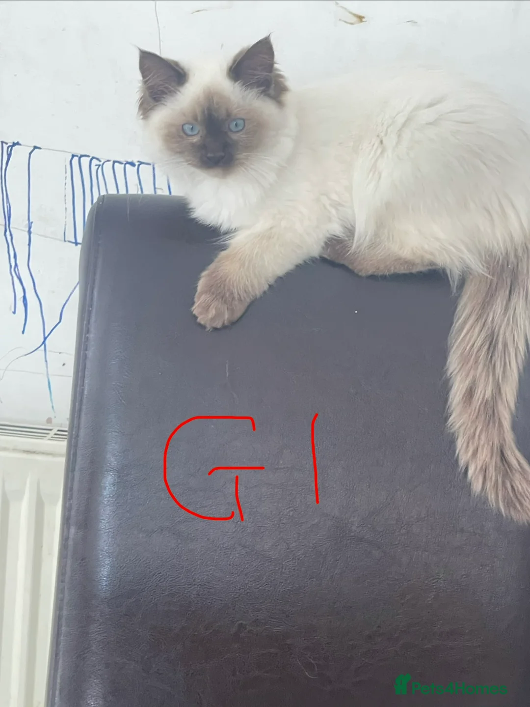 Ragdoll cats for sale: Very fluffy Cats for sale  - Advert 22