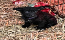 Mixed Breed dogs for sale: Collie/shepherd mix pups  - Image 6
