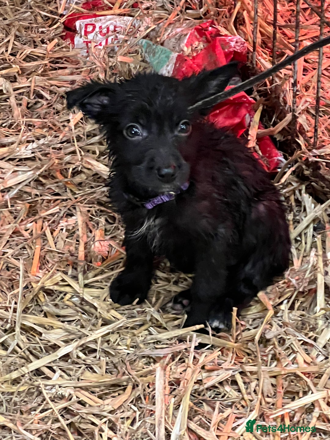 Mixed Breed dogs for sale: Collie/shepherd mix pups  - Image 6