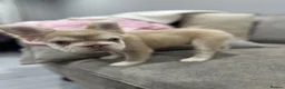 French Bulldog dogs for sale: French bull dogs  - Advert 8