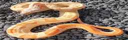 Boa Snake reptiles for sale: Male VPI Sunglow het Blood & Male 2025 VPI sunglow - Advert 7