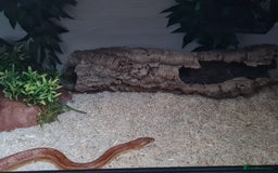 Corn Snake reptiles for sale: Corn Snake For Sale - Image 3