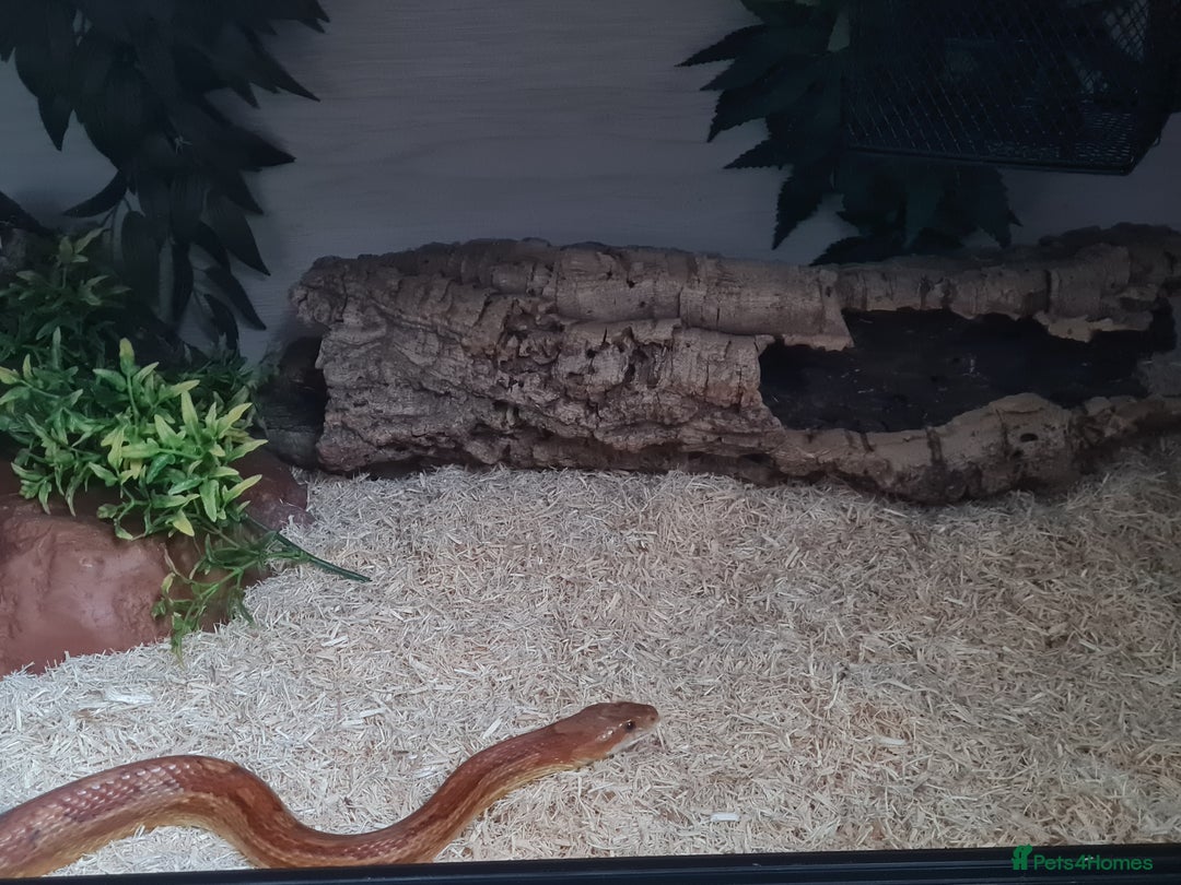 Corn Snake reptiles for sale: Corn Snake For Sale - Image 3