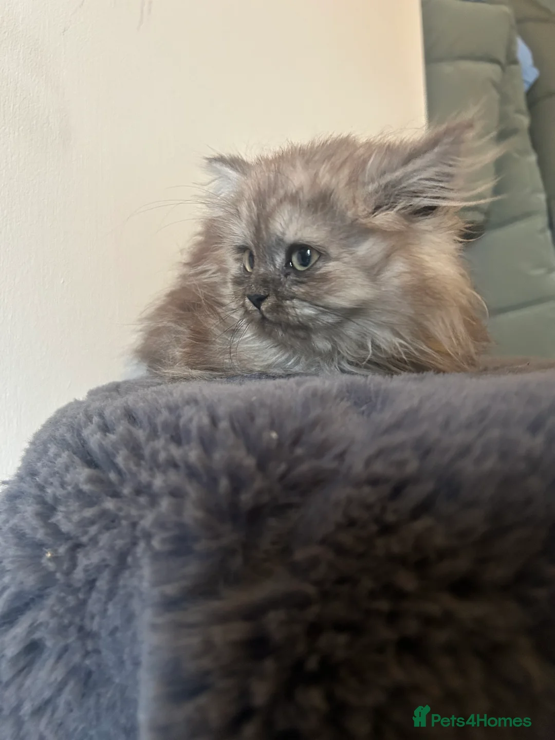 British Shorthair cats for sale: Beautiful male looking for his forever home💙 - Advert 1