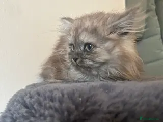 British Shorthair cats Beautiful male looking for his forever home💙 - Advert 1