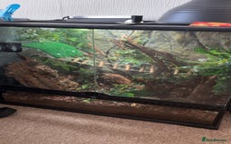 Gecko reptiles for sale: Gorgeous Female Crested Gecko - Image 5