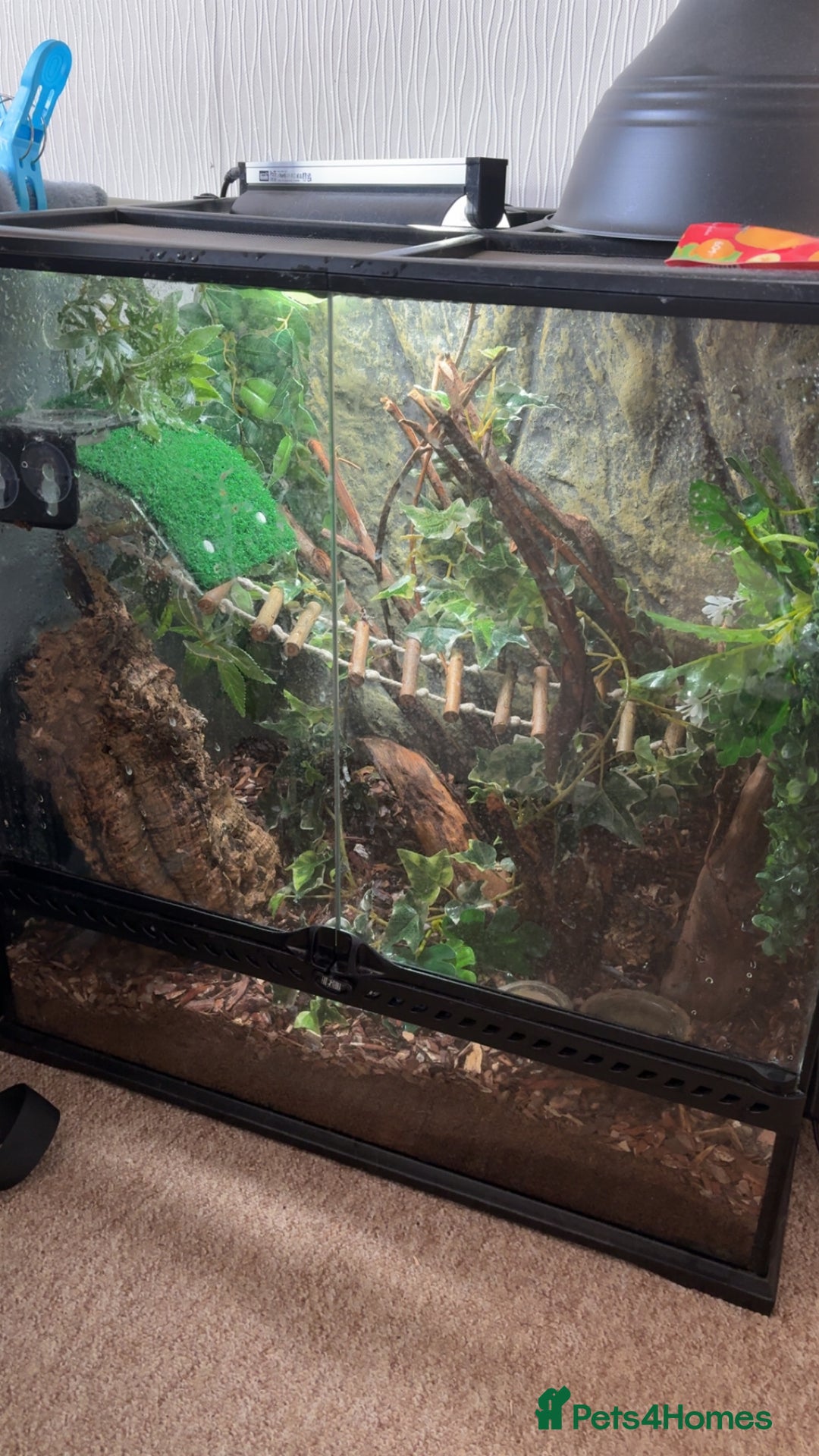 Gecko reptiles for sale: Gorgeous Female Crested Gecko - Image 5