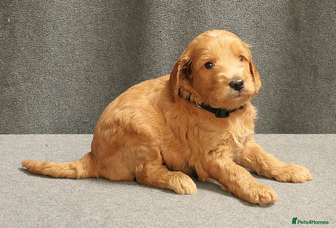 Mixed Breed dogs for sale: FULLY HEALTH TESTED FOX RED MINIATURE COCKAPOOS  - Image 30