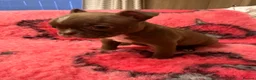 Boston Terrier dogs for sale: KC Registered Boston Terrier pups  - Advert 27