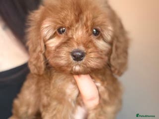 Cockapoo dogs cockapoo f1b beautiful girl READY TO LEAVE - Advert 13