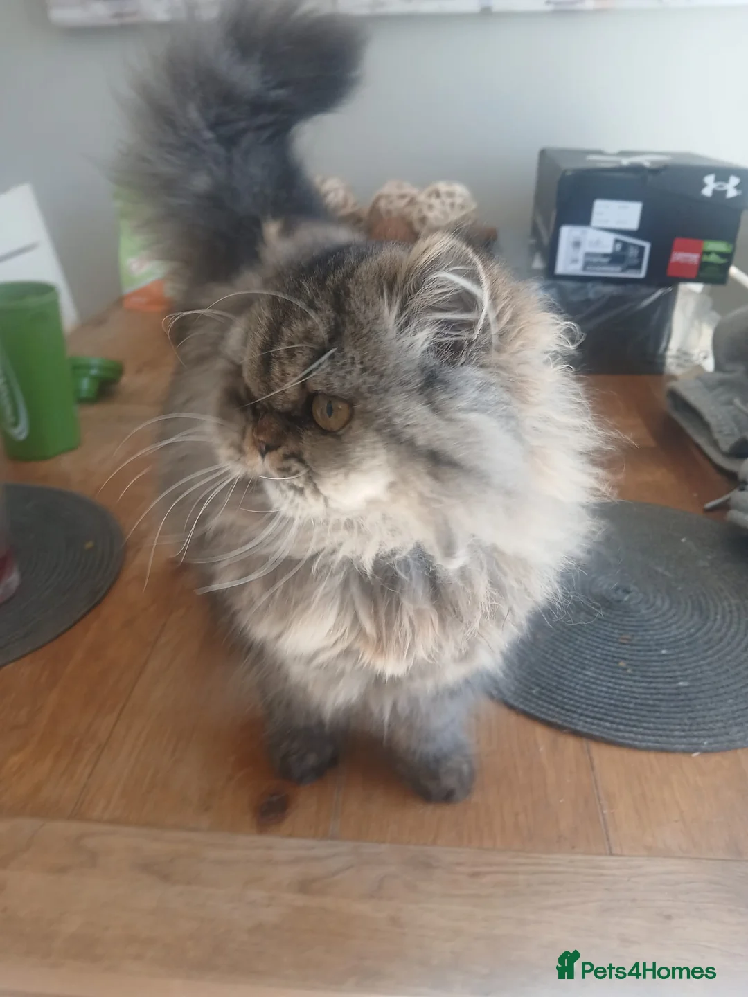 British Longhair cats for sale: Beautiful British Long haired girl - Advert 5