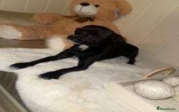 Mixed Breed dogs for sale:  Chihuahua X pincher  - Image 6