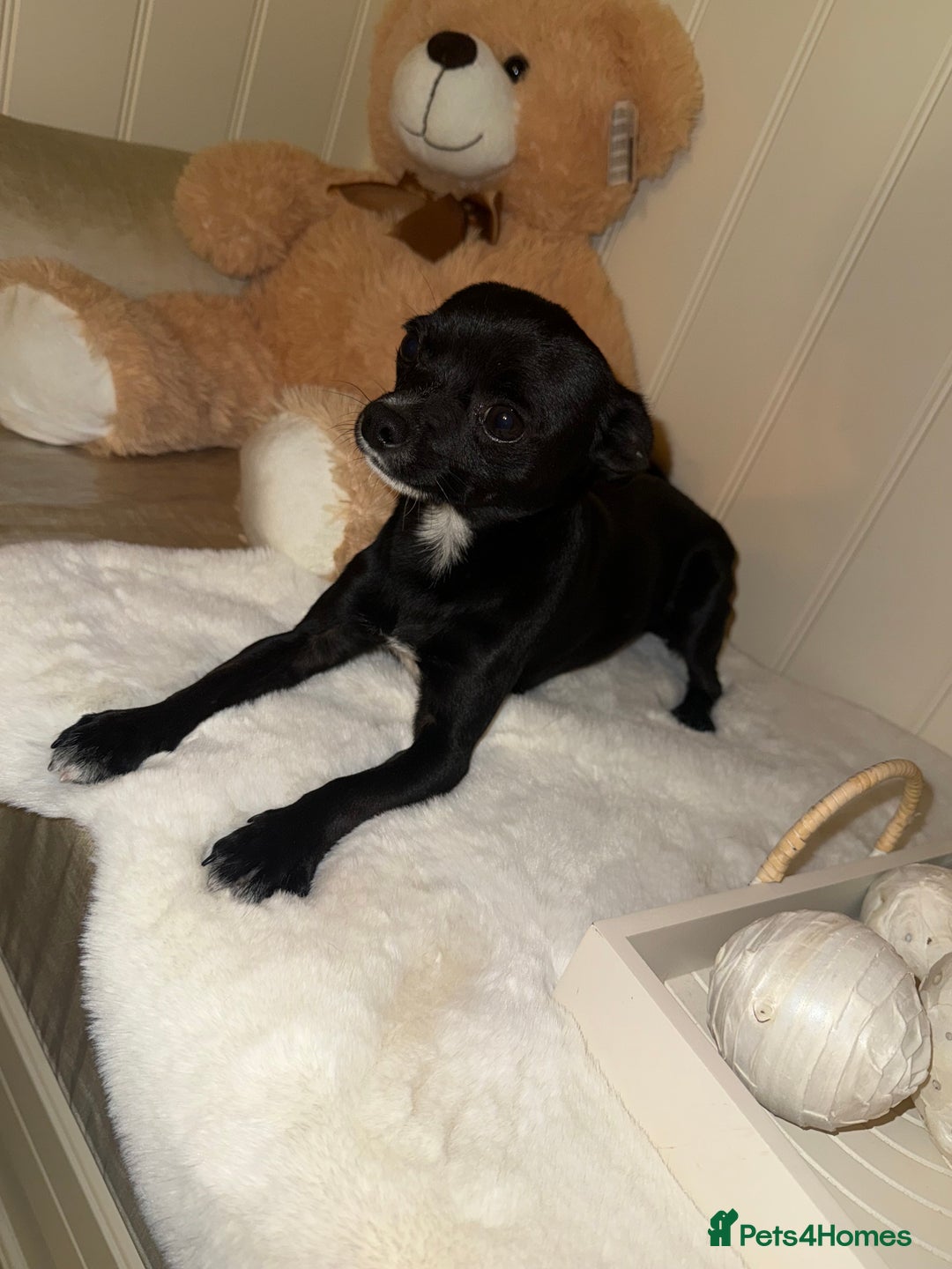 Mixed Breed dogs for sale:  Chihuahua X pincher  - Image 6
