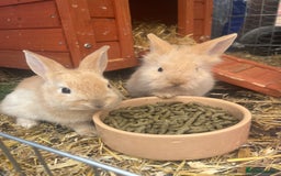 English rabbits for sale: Two rabbits for sale  - Image 2