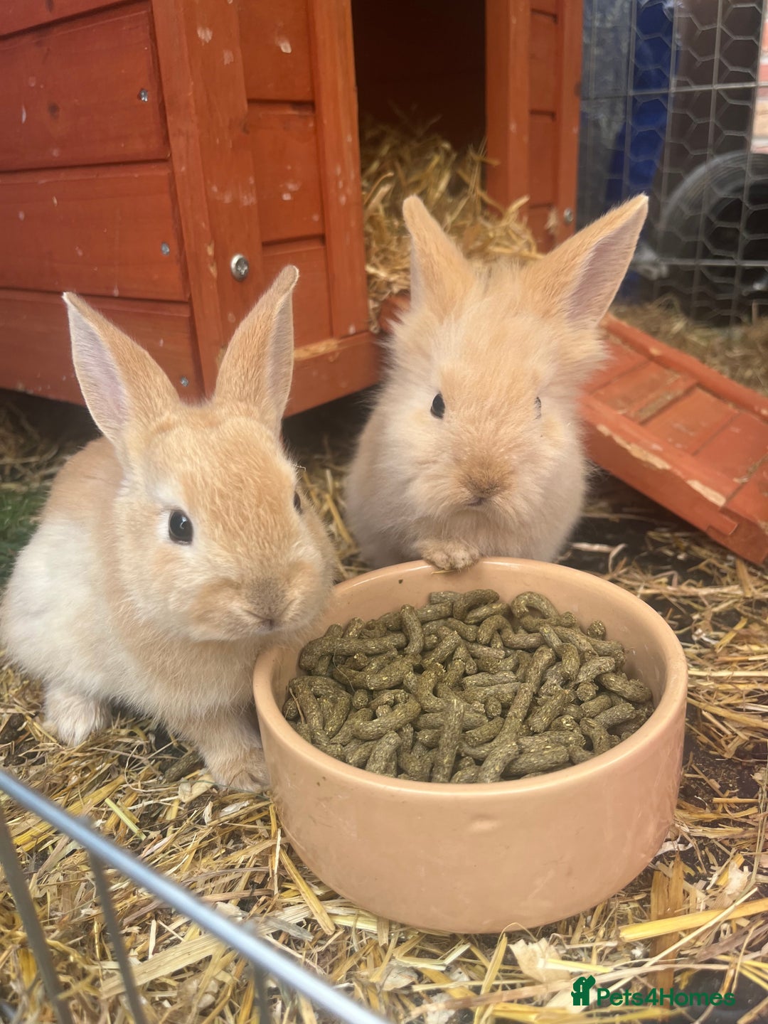 English rabbits for sale: Two rabbits for sale  - Image 2