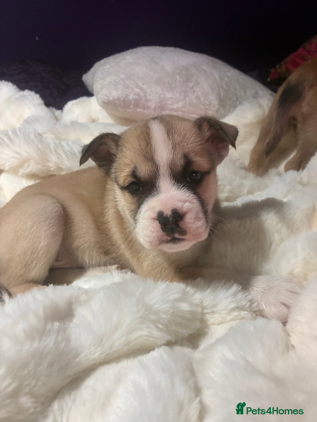 Mixed Breed dogs for sale: Bullimute rare breed ready now  - Advert 6