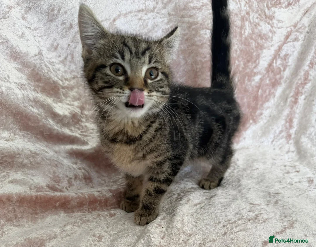 Mixed Breed cats for sale: Beautiful Bengal mix kittens  - Advert 9