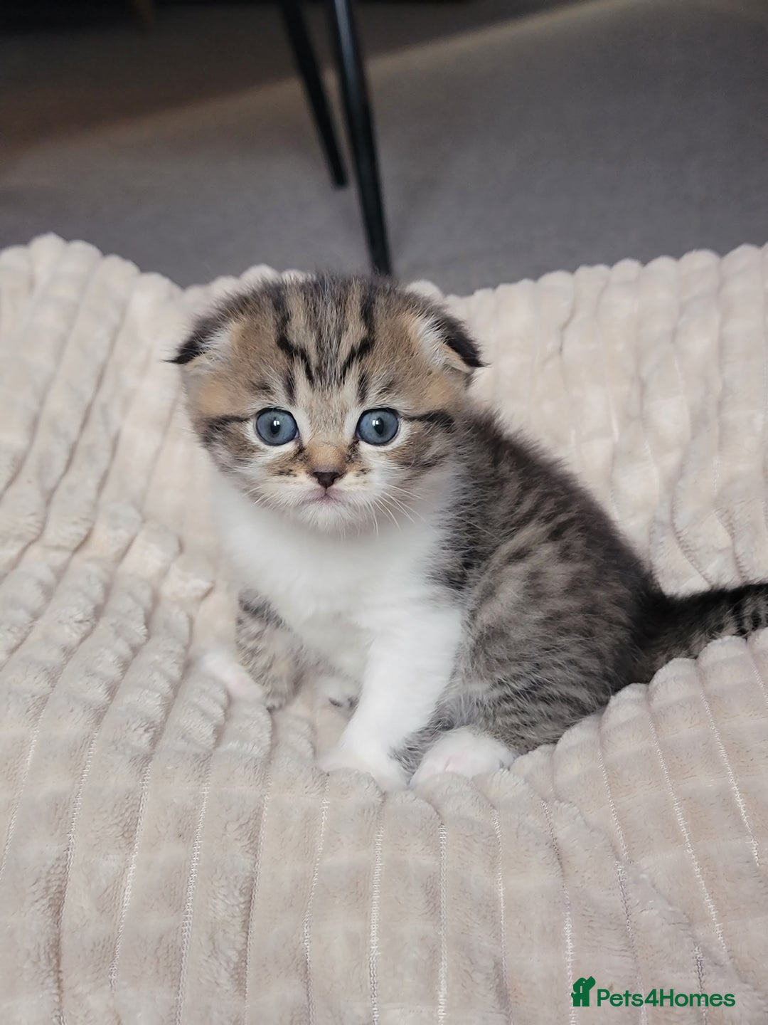 Scottish Fold cats for sale: Scottish fold - Advert 1