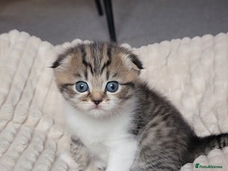 Scottish Fold cats Scottish fold - Advert 1