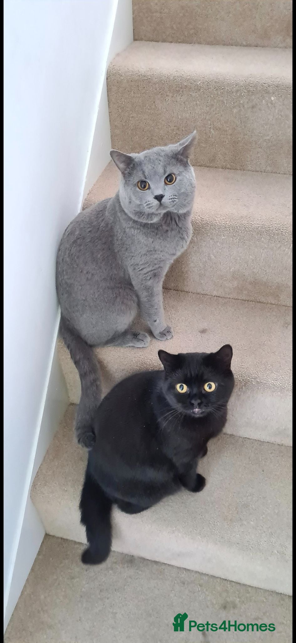 British Shorthair cats Rehome adorable British Shorthair cats - Advert 2