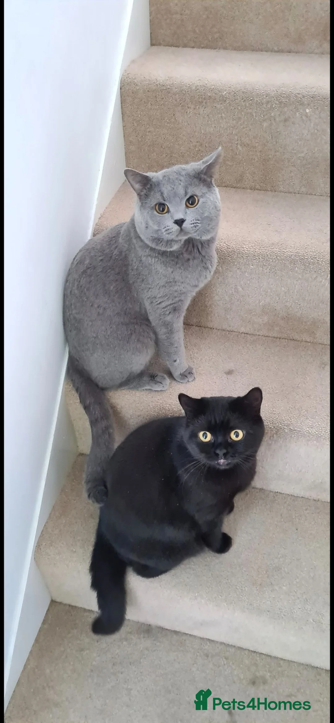 British Shorthair cats for sale: Rehome adorable British Shorthair cats - Advert 1