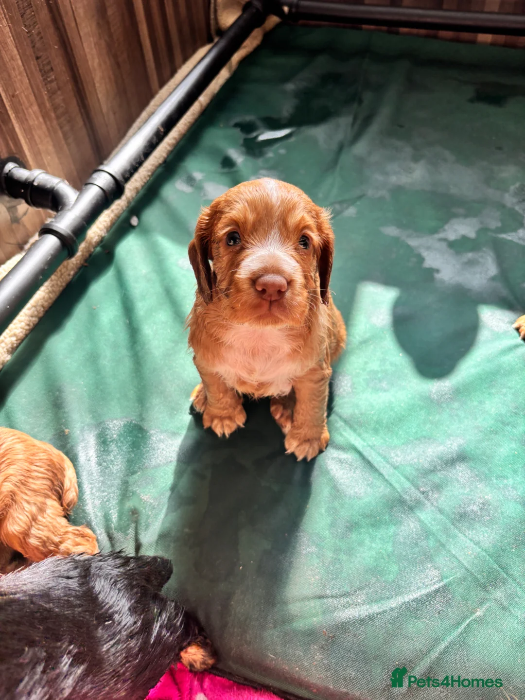 Cocker Spaniel dogs for sale: Cocker spaniel - Advert 2