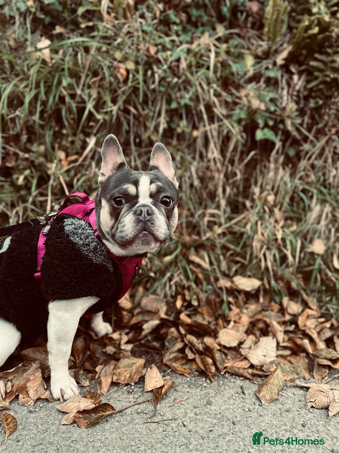 French Bulldog dogs for sale: 2 year old French Bulldog  - Advert 6