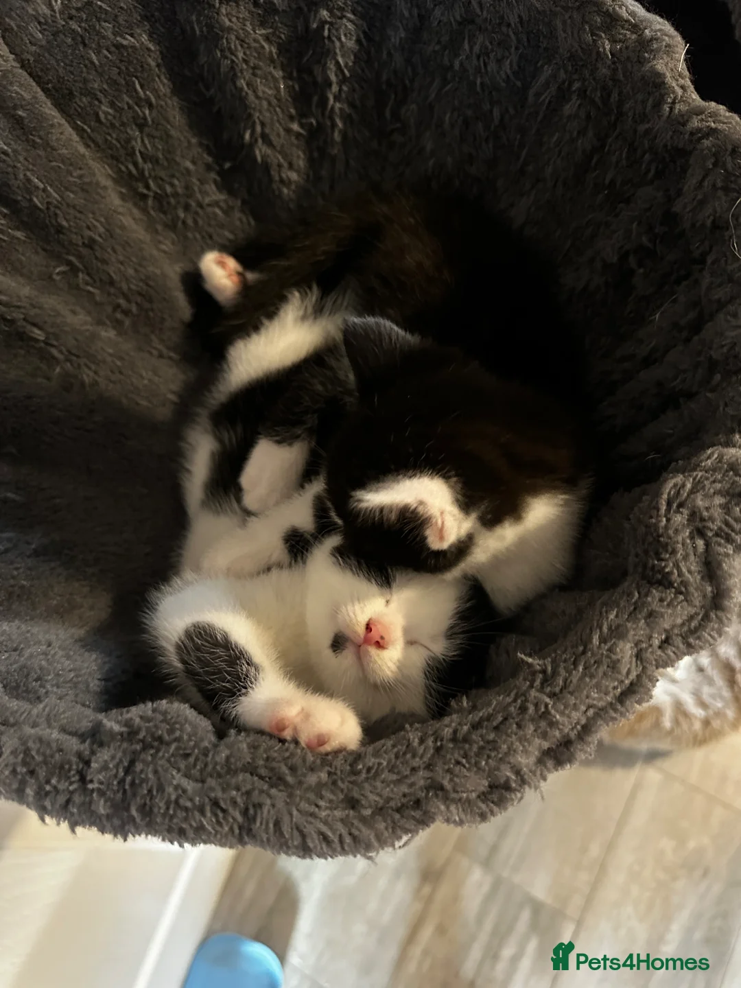 Mixed Breed cats for sale:     Loving Homes Only Beautiful Kittens Ready Soon in Coventry - Advert 2