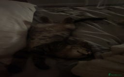 Mixed Breed cats for sale: 5 beautiful kittens ready to go! - Image 25