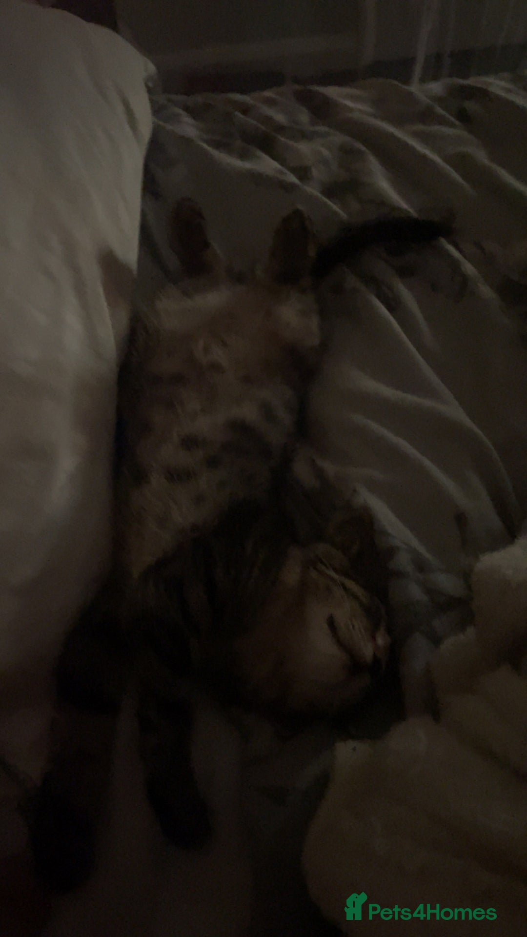Mixed Breed cats for sale: 5 beautiful kittens ready to go! - Image 25