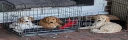 Goldendoodle dogs for sale: 🐾 Beautiful Standard Goldendoodle Puppies 🐾 - Advert 3