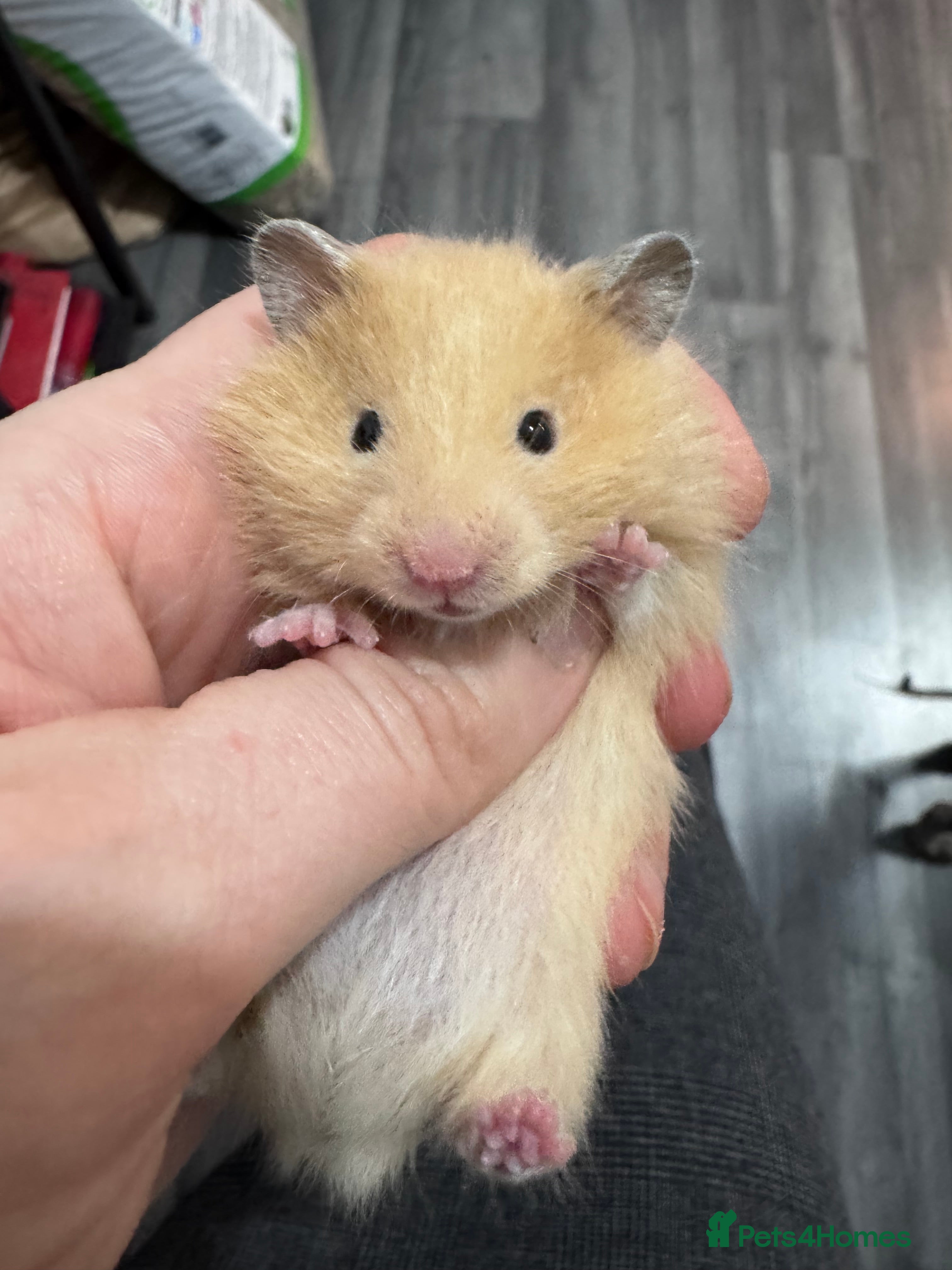 Hamster rodents Male and female baby syrian hamsters - Advert 3