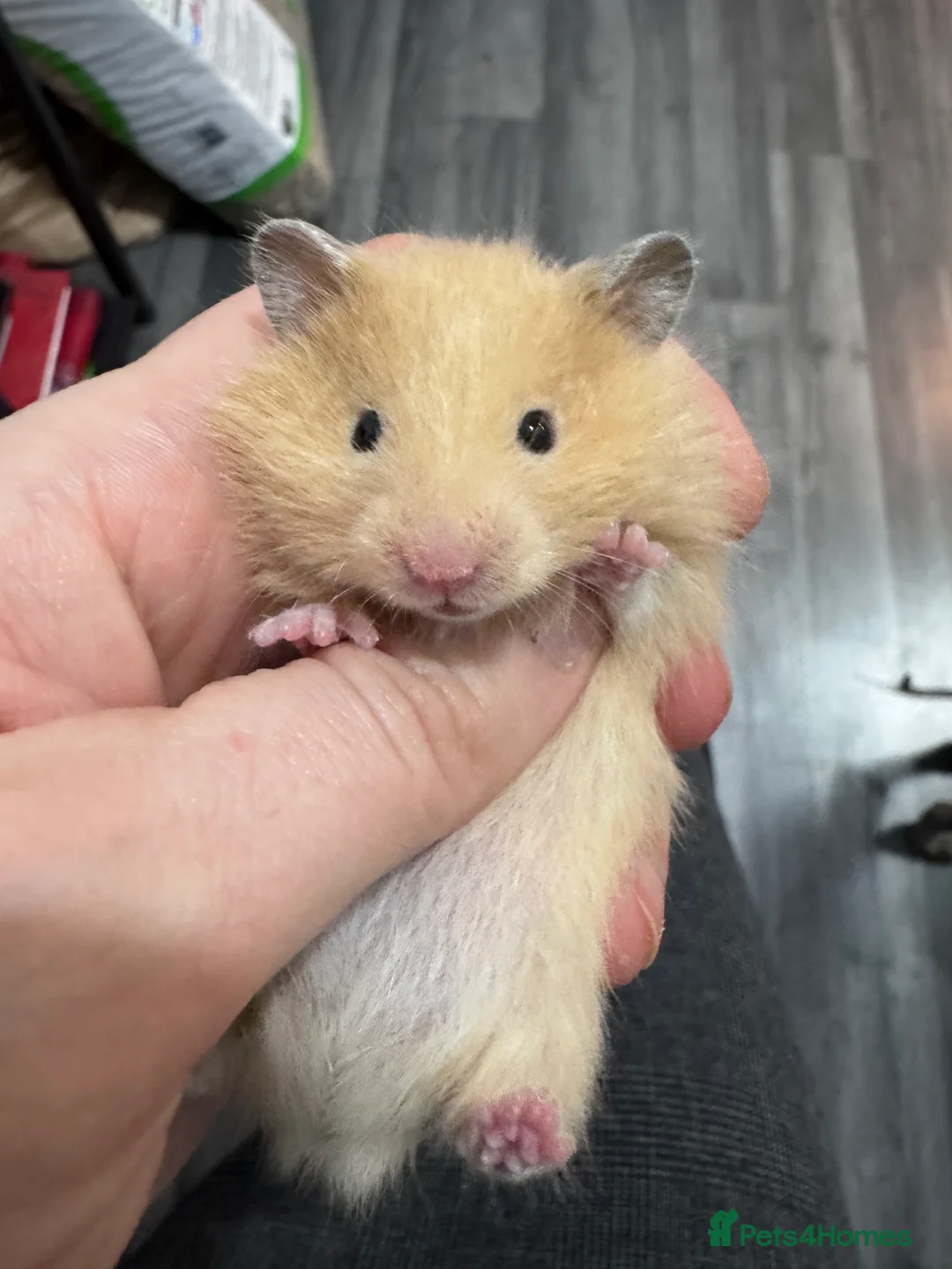Hamster rodents for sale: Male and female baby syrian hamsters - Advert 1