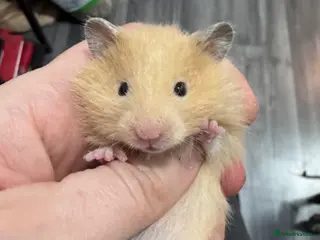 Hamster rodents Male and female baby syrian hamsters - Advert 3