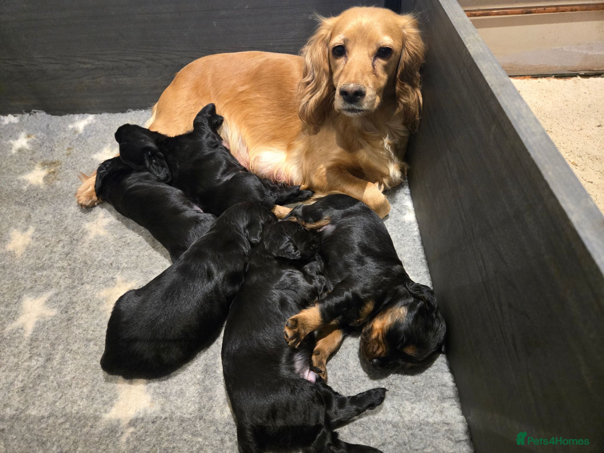 Cocker Spaniel dogs Stunning Working Cocker Spaniel Pups - Advert 1