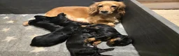 Cocker Spaniel dogs for sale: Stunning Working Cocker Spaniel Pups - Advert 1