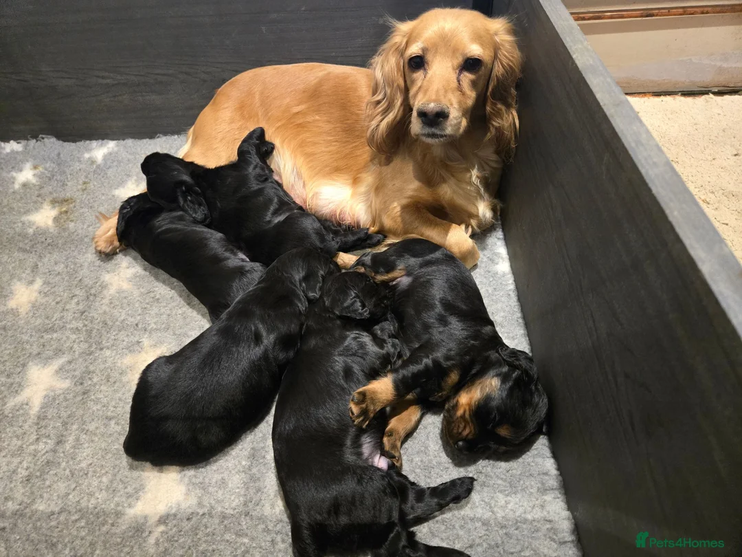 Cocker Spaniel dogs for sale: Stunning Working Cocker Spaniel Pups - Advert 1