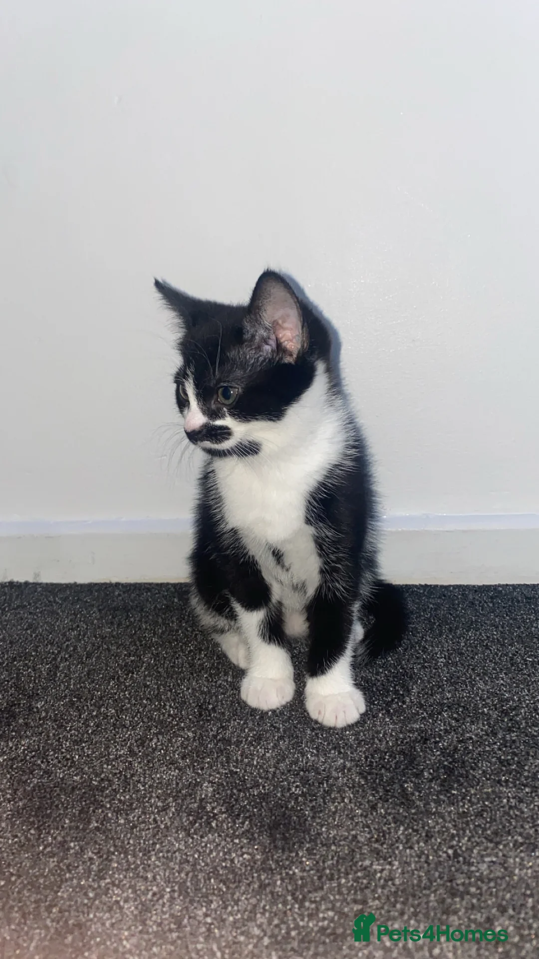 Domestic Shorthair cats for sale: Cute kitten with a moustache awaiting forever home - Advert 5