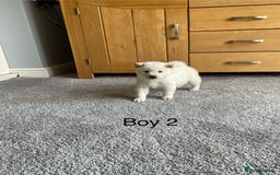 Japanese Shiba Inu dogs for sale: Health Tested Japanese Shiba Inu Puppies - Image 13
