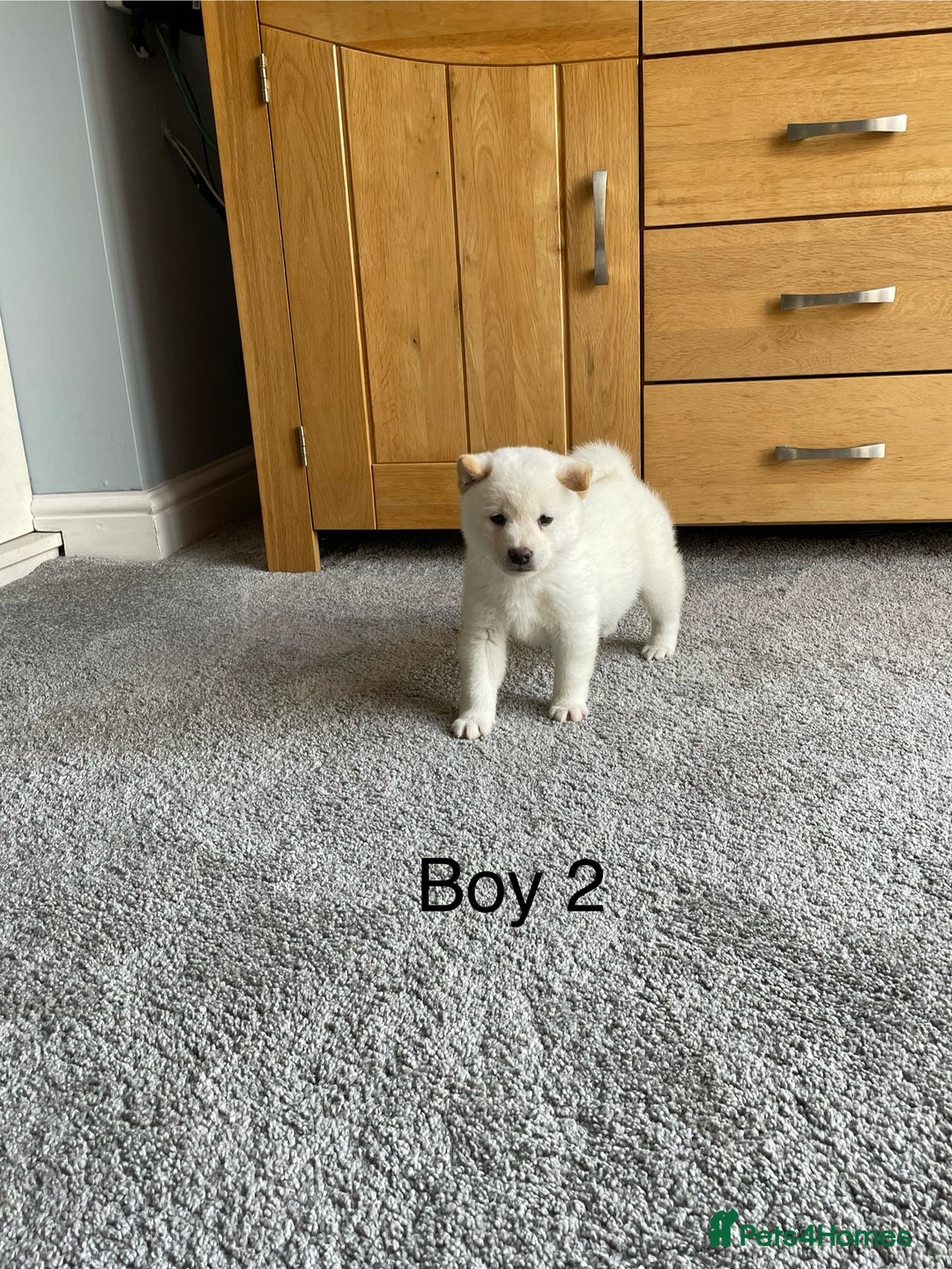 Japanese Shiba Inu dogs for sale: Health Tested Japanese Shiba Inu Puppies - Image 13