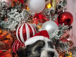 Mixed Breed dogs Bichon havaneze! - Advert 17