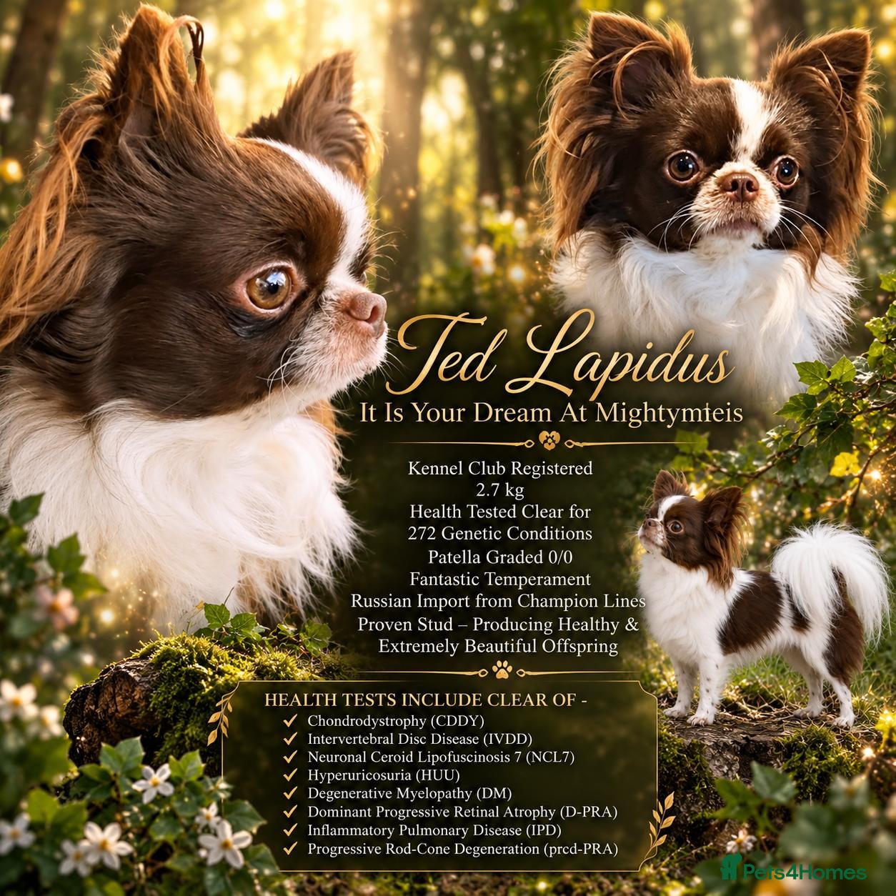 Chihuahua dogs KC reg-Heath Tested-Proven Stud - Advert 8