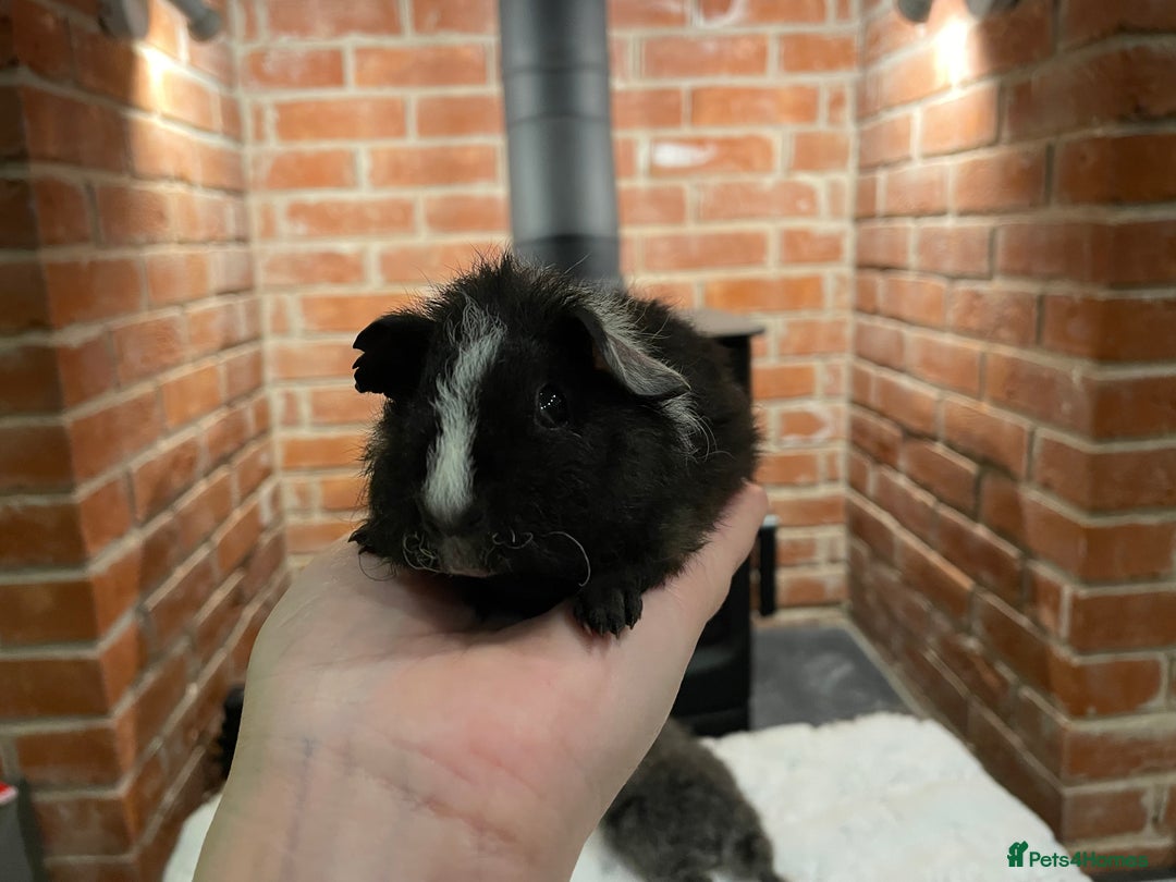 Guinea Pig rodents for sale: Pair of male Rex guinea pigs  - Advert 6
