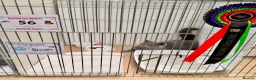 British Shorthair cats for stud: Gccf registered BSH Blue Stud - Advert 3