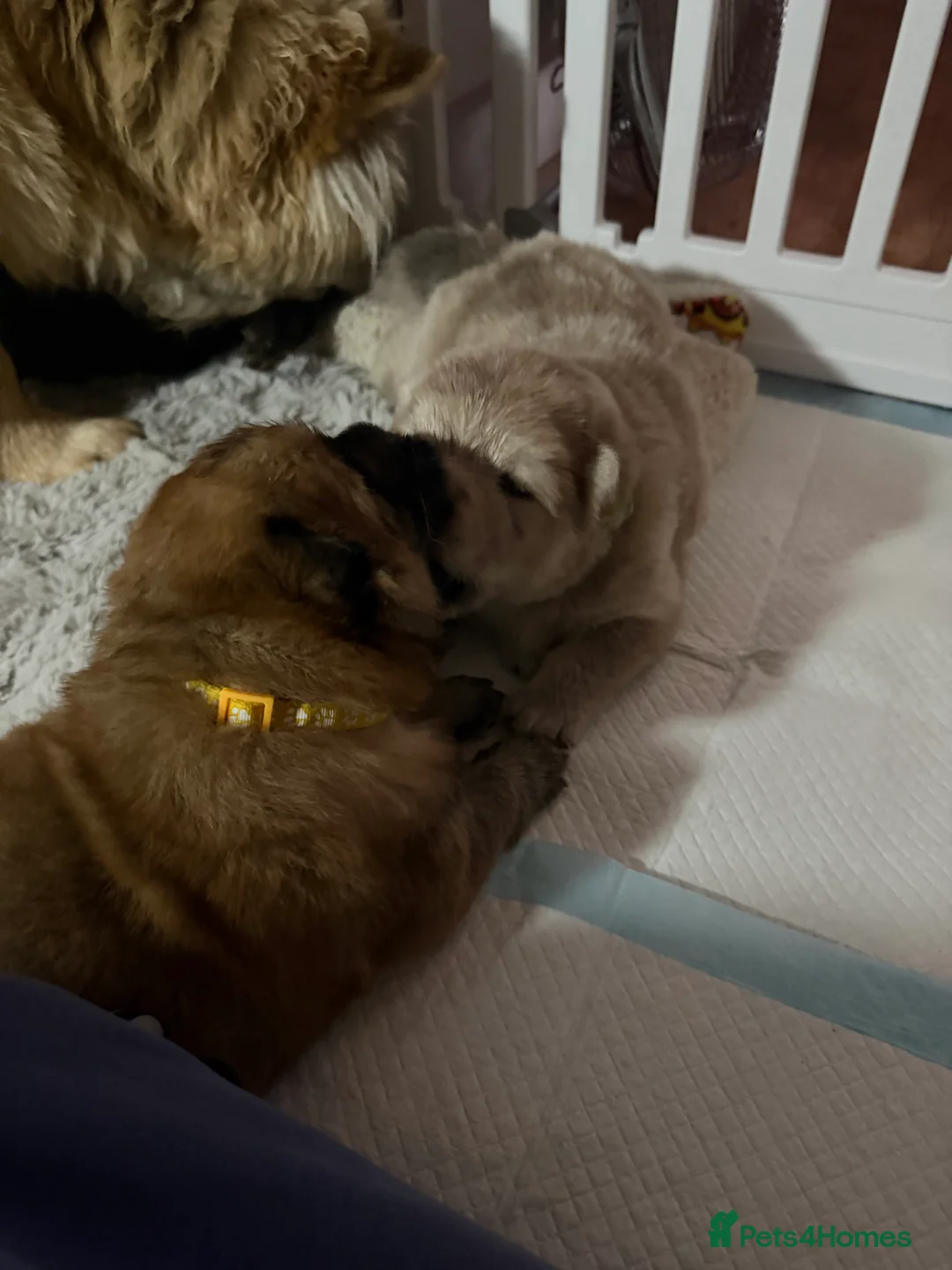Chow Chow dogs for sale: Chow Chow Puppies - Advert 2