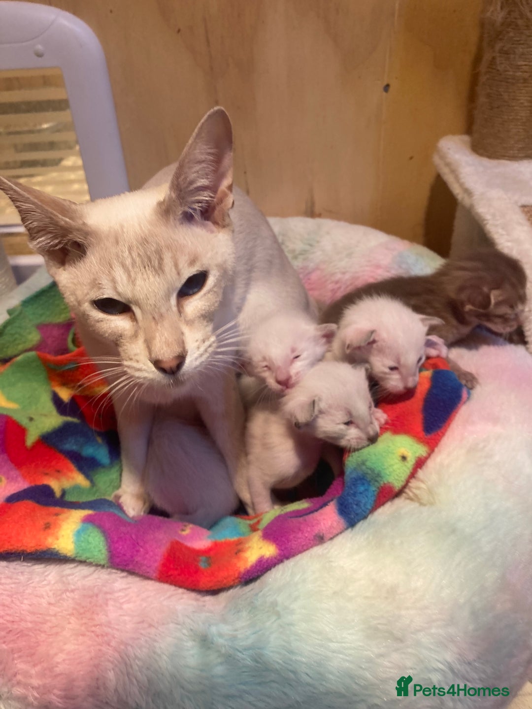 Oriental cats for sale: Oriental shorthair kittens - Advert 1