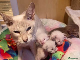 Oriental cats Oriental shorthair kittens - Advert 17