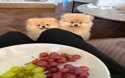 Pomeranian dogs for sale: 1 male, 1 female Pomeranian puppies 3 months old.  - Image 12