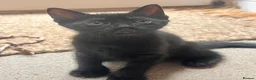 Russian Blue cats for sale: Russian blue mixed breed kittens  - Advert 3