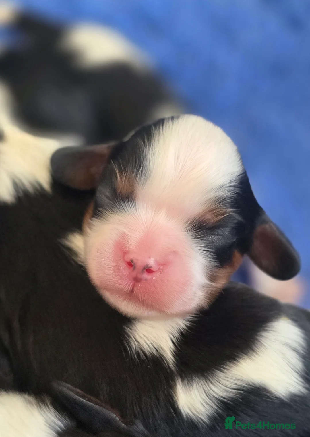 Cavalier King Charles Spaniel dogs for sale: KC Cavalier King Charles puppies - Advert 19